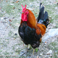 Galli cornuta di Caltanissetta