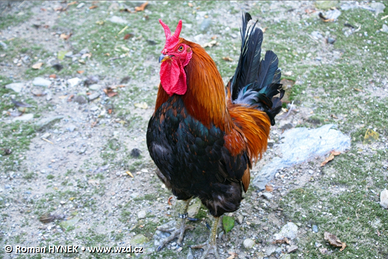 Galli cornuta di Caltanissetta