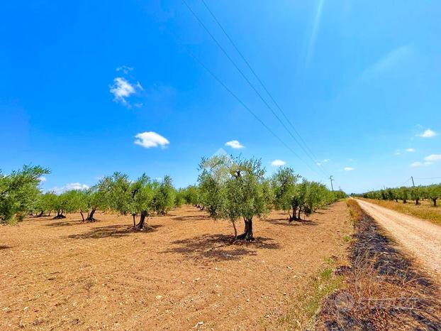 TERRENO A SAN SEVERO