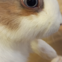 Conigli Coniglietti nani PURI