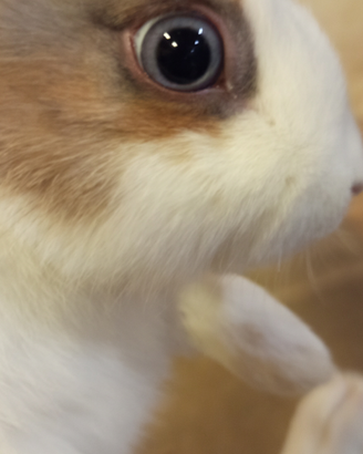 Conigli Coniglietti nani PURI