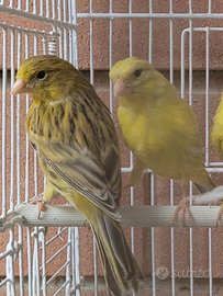 Canarini Agata Giallo