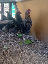 Galline oliver egger
