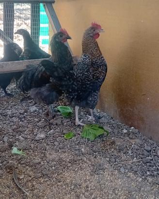 Galline oliver egger