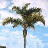 Palme