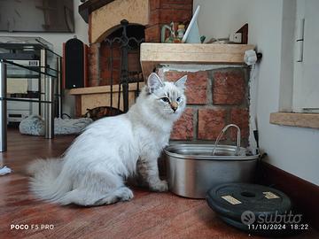 Gatto siberiano