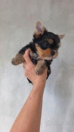 Yorkshire terrier toy