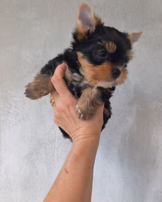 Yorkshire terrier toy
