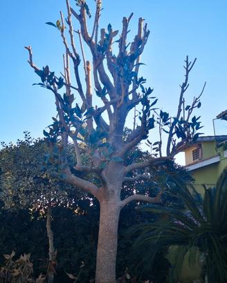 Albero di Magnolia