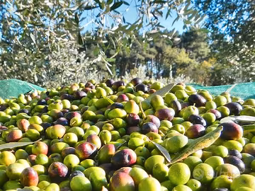 olio extra vergine di oliva 10 euro