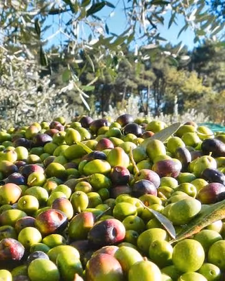 olio extra vergine di oliva 10 euro