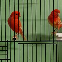 Coppia di canarini rossi ala bianca