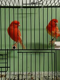 Coppia di canarini rossi ala bianca