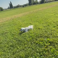 Setter inglese
