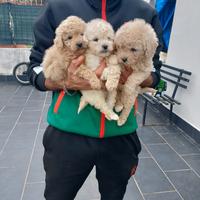 Cucciole di barboncino