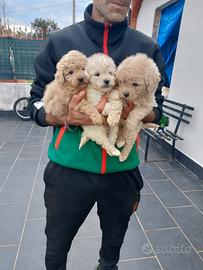 Cucciole di barboncino