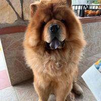 Chow Chow maschio per accoppiamento