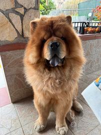 Chow Chow maschio per accoppiamento