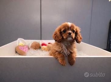 Cavalier King Charles Spaniel Ruby taglia piccola