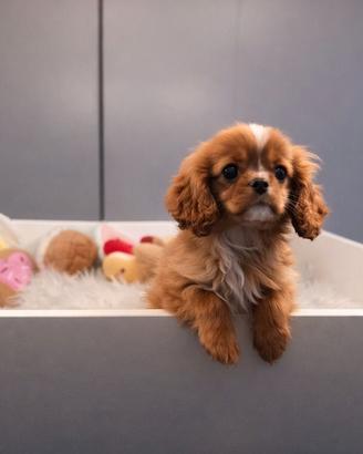 Cavalier King Charles Spaniel Ruby taglia piccola