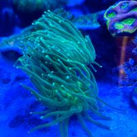 Euphyllia glabrescens toxic green