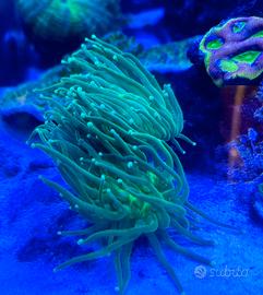 Euphyllia glabrescens toxic green