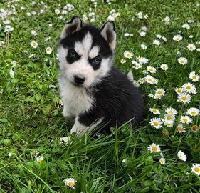 Siberian Husky