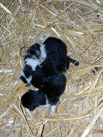 Quattro gattini