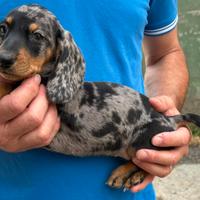 Cuccioli di bassotto nano
