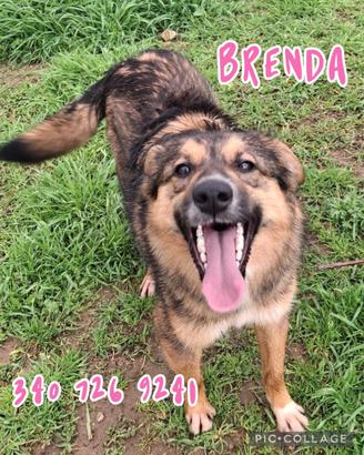Brenda taglia media