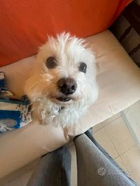 Maltese disponibile per monta