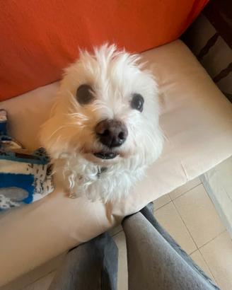 Maltese disponibile per monta
