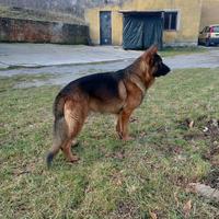 Pastore Tedesco con pedigree