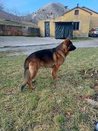 Pastore Tedesco con pedigree