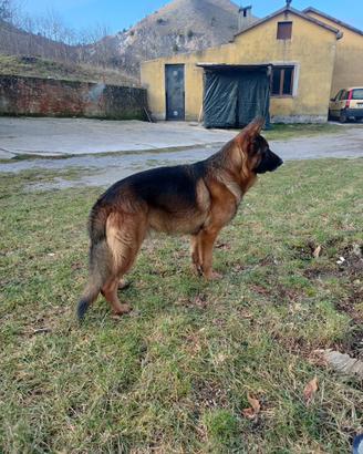 Pastore Tedesco con pedigree