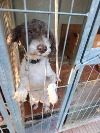 Cucciolo Lagotto romagnolo da tartufo/i