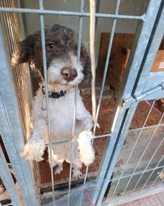 Cucciolo Lagotto romagnolo da tartufo/i