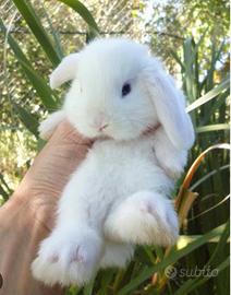 Coniglietti nani arieti