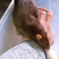 Ratto domestico femmine giovani