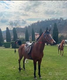 Cavalla Angloaraba da Endurance
