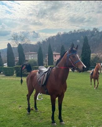 Cavalla Angloaraba da Endurance