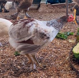 Gallo araucana