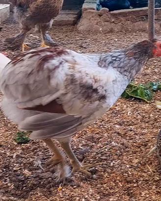 Gallo araucana