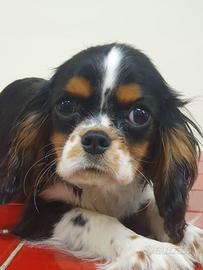 Cavalier King