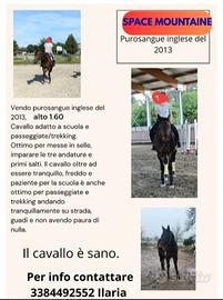 Cavallo