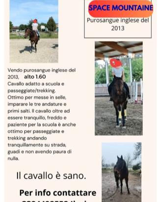 Cavallo