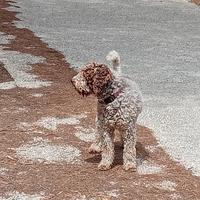Lagotto romagnolo