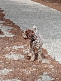Lagotto romagnolo