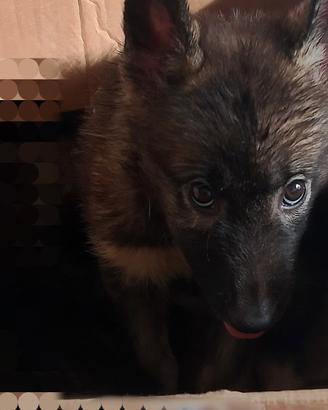 Husky