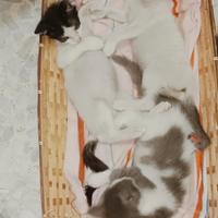 Gattini di due mesi